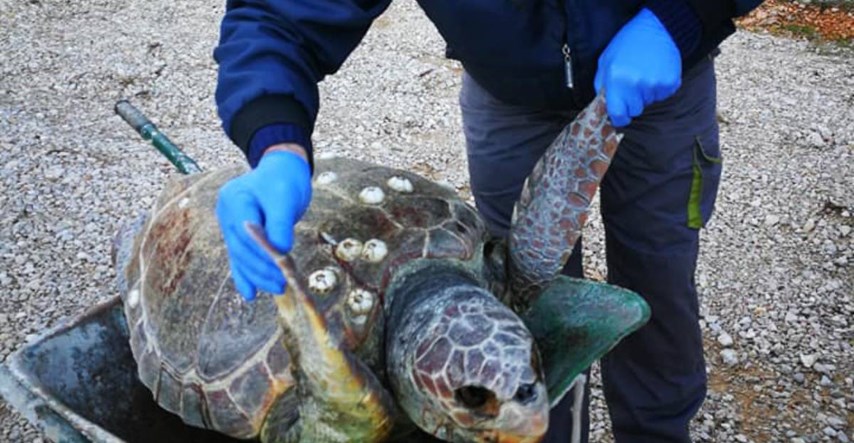 FOTO Na Krku se nasukala uginula glavata želva. Saznali smo što se dogodilo